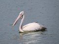 A (5) Spot-billed Pelican